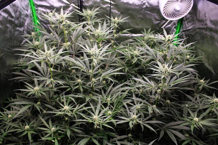 Jokerz #31 Run. Week 8 - Jokerz #1,2,3,4
Day #27 Flowering 