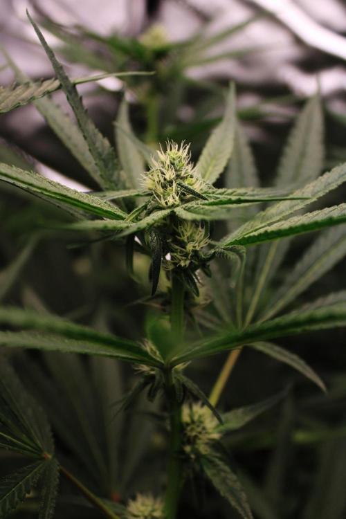 Jokerz #31 Run. Week 8 - Day #27 Flowering 