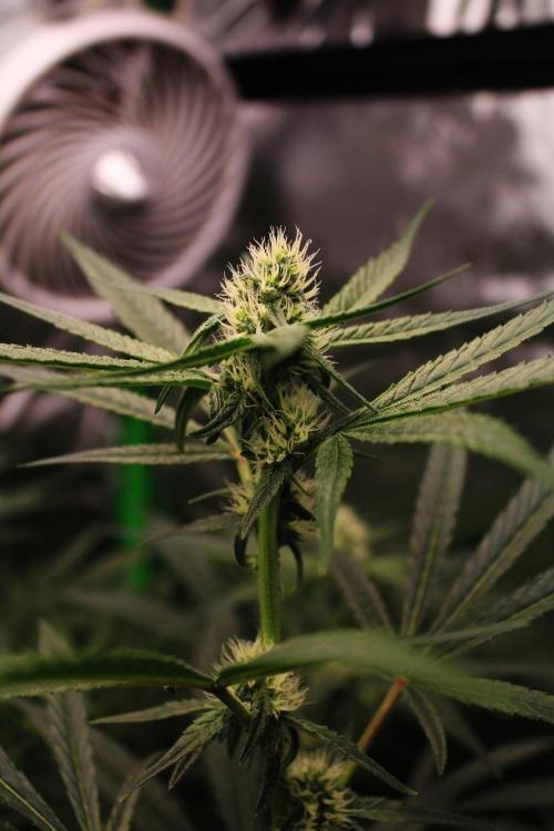 Jokerz #31 Run. Week 8 - Day #27 Flowering 