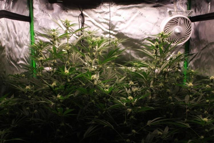 Jokerz #31 Run. Week 8 - Jokerz #1,2,3,4
Day #27 Flowering 