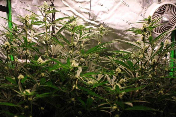 Jokerz #31 Run. Week 8 - Jokerz #1,2,3,4
Day #28 Flowering 