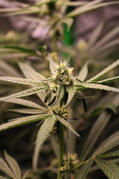 Jokerz #31 Run. Week 8 - Day #28 Flowering 