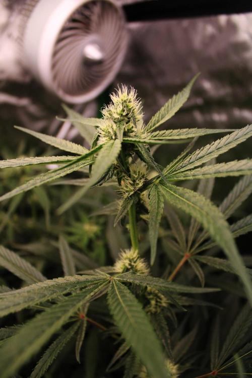 Jokerz #31 Run. Week 8 - Day #28 Flowering 