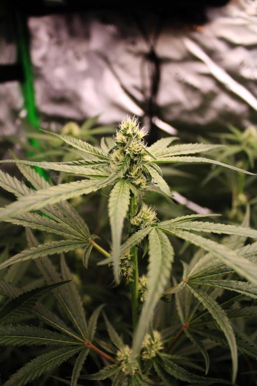 Jokerz #31 Run. Week 8 - Day #28 Flowering 