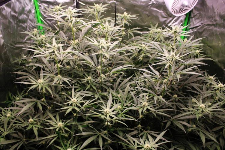 Jokerz #31 Run. Week 8 - Jokerz #1,2,3,4
Day #28 Flowering 