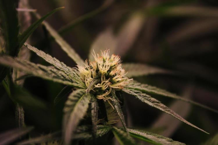 Jokerz #31 Run. Week 9 - Some oxidated pistils on two buds for air and high humidity.