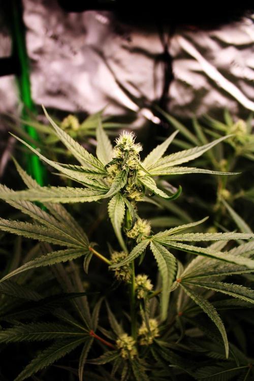 Jokerz #31 Run. Week 9 - Day #29 Flowering 