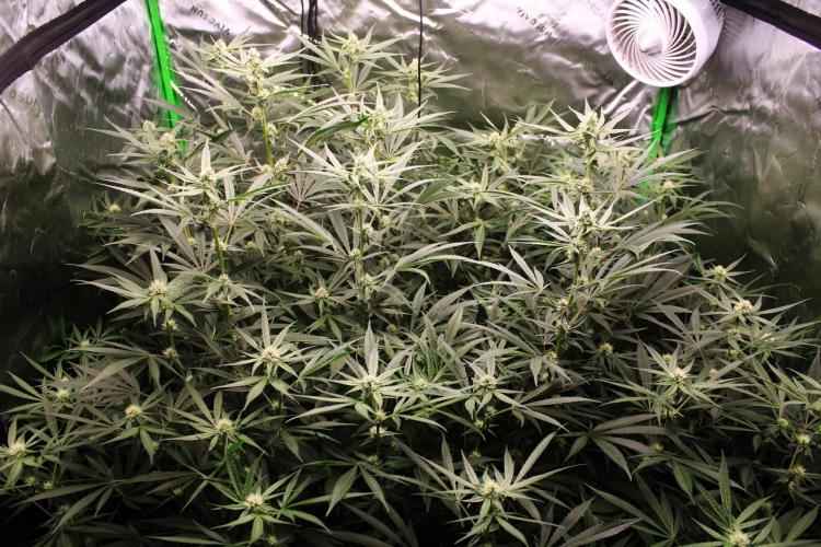 Jokerz #31 Run. Week 9 - Jokerz #1,2,3,4
Day #29 Flowering 