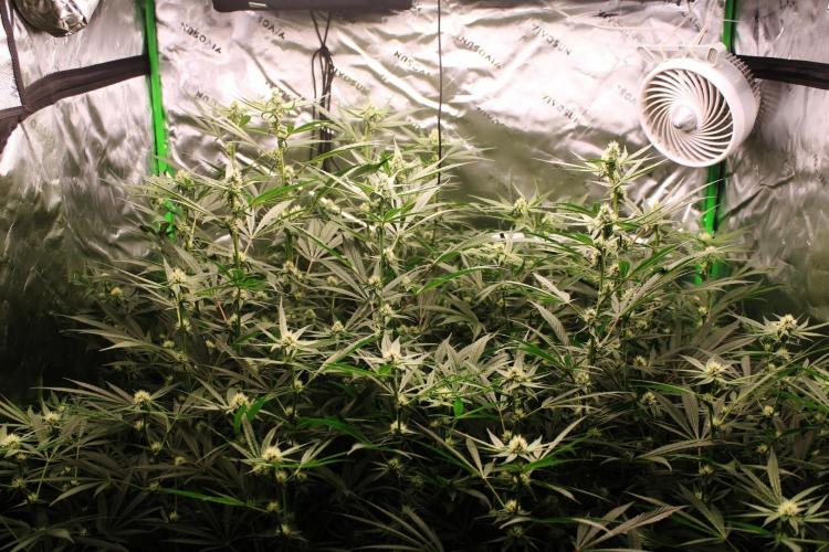 Jokerz #31 Run. Week 9 - Jokerz #1,2,3,4
Day #29 Flowering 