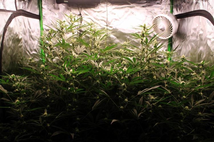 Jokerz #31 Run. Week 9 - Jokerz #1,2,3,4
Day #29 Flowering 