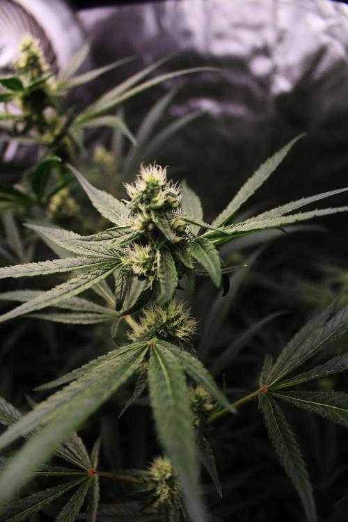 Jokerz #31 Run. Week 9 - Day #31 Flowering 