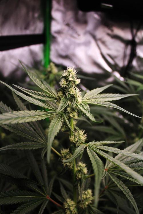 Jokerz #31 Run. Week 9 - Day #31 Flowering 