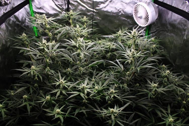 Jokerz #31 Run. Week 9 - Jokerz #1,2,3,4
Day #31 Flowering 