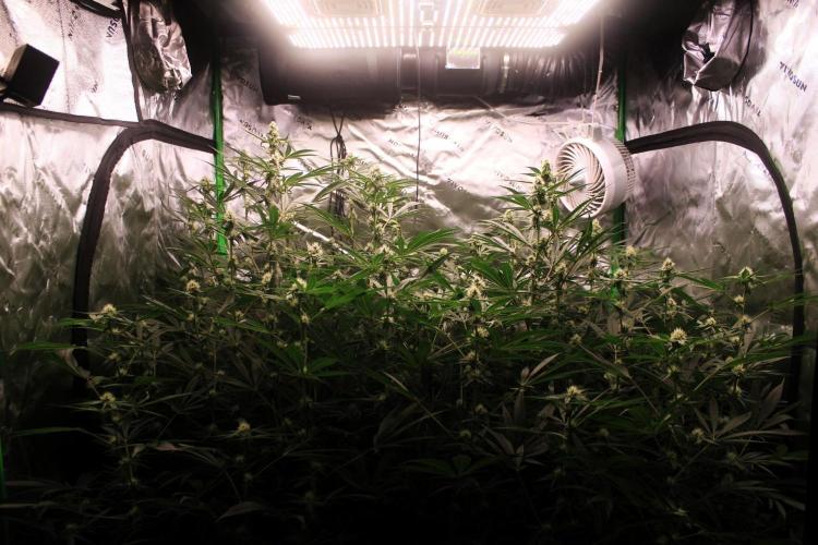 Jokerz #31 Run. Week 9 - Jokerz #1,2,3,4
Day #31 Flowering 