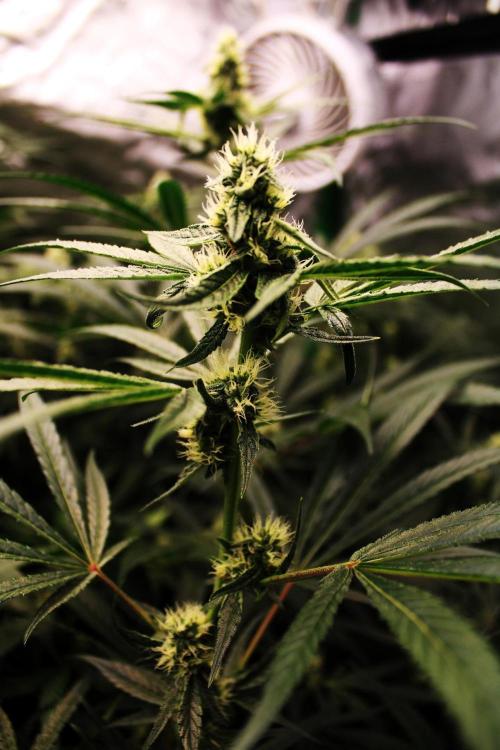 Jokerz #31 Run. Week 9 - Day #32 Flowering 