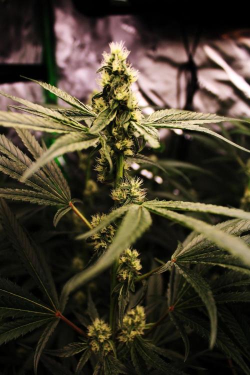 Jokerz #31 Run. Week 9 - Day #32 Flowering 