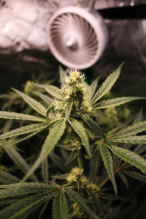 Jokerz #31 Run. Week 9 - Day #32 Flowering 