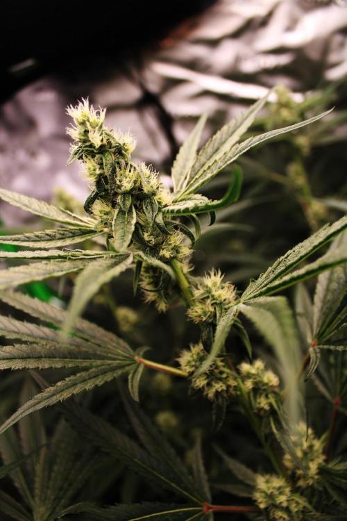 Jokerz #31 Run. Week 9 - Day #33 Flowering