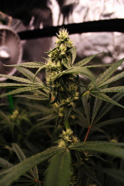 Jokerz #31 Run. Week 9 - Day #33 Flowering