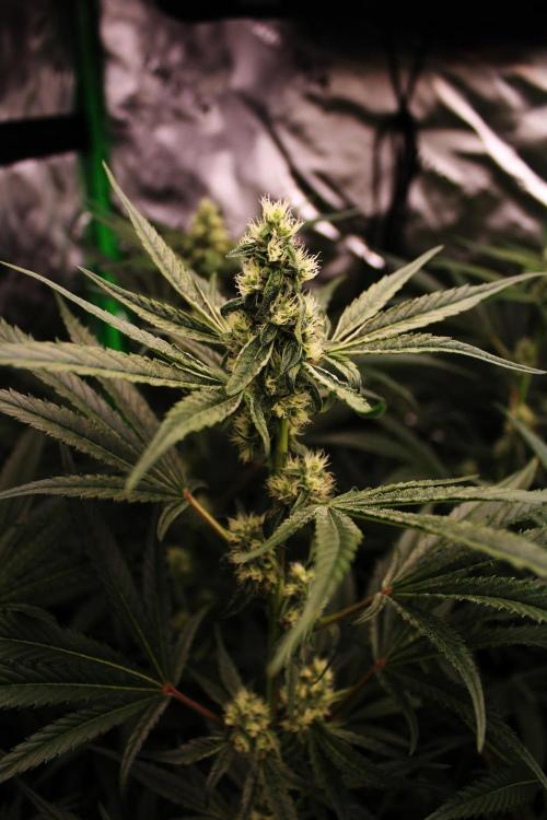 Jokerz #31 Run. Week 9 - Day #33 Flowering