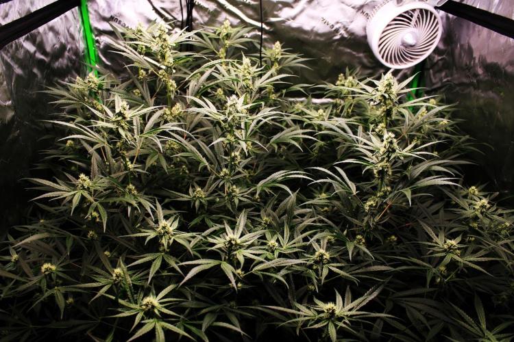 Jokerz #31 Run. Week 9 - Jokerz #1,2,3,4
Day #33 Flowering