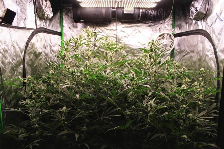 Jokerz #31 Run. Week 9 - Jokerz #1,2,3,4
Day #33 Flowering