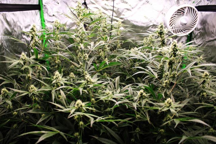 Jokerz #31 Run. Week 9 - Jokerz #1,2,3,4
Day #34 Flowering