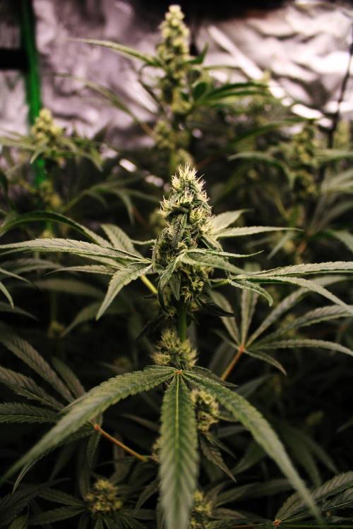 Jokerz #31 Run. Week 9 - Day #34 Flowering