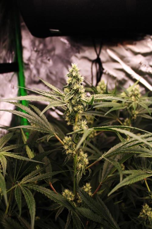 Jokerz #31 Run. Week 9 - Day #34 Flowering