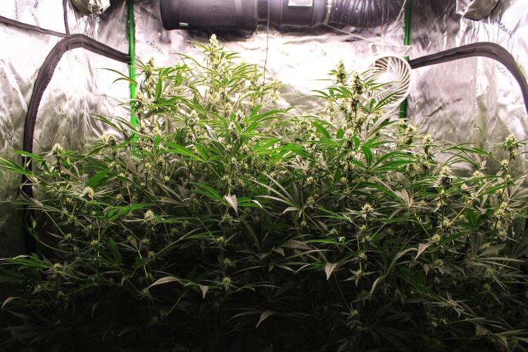 Jokerz #31 Run. Week 9 - Jokerz #1,2,3,4
Day #34 Flowering