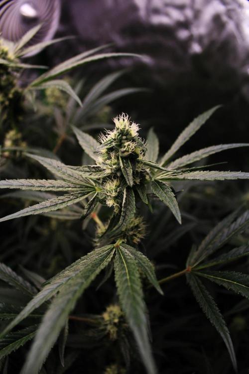 Jokerz #31 Run. Week 9 - Day #35 Flowering