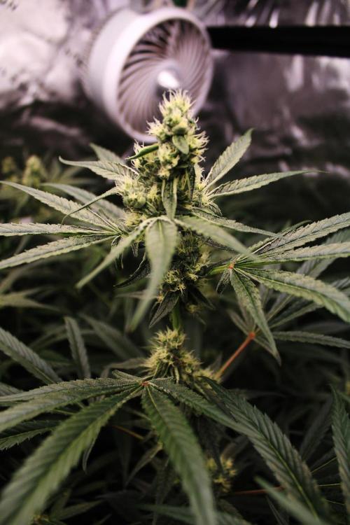 Jokerz #31 Run. Week 9 - Day #35 Flowering