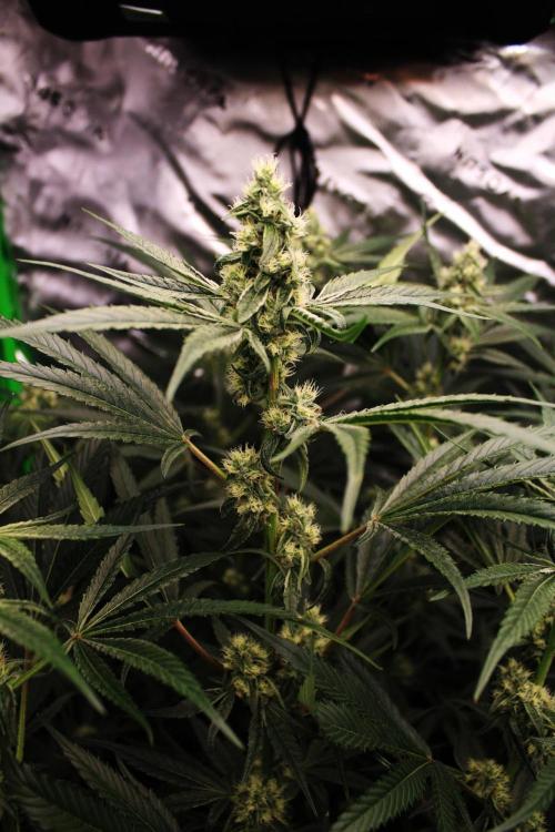 Jokerz #31 Run. Week 9 - Day #35 Flowering