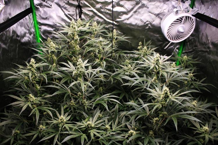 Jokerz #31 Run. Week 9 - Jokerz #1,2,3,4
Day #35 Flowering