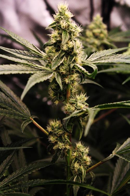 Jokerz #31 Run. Week 9 - Day #36 Flowering