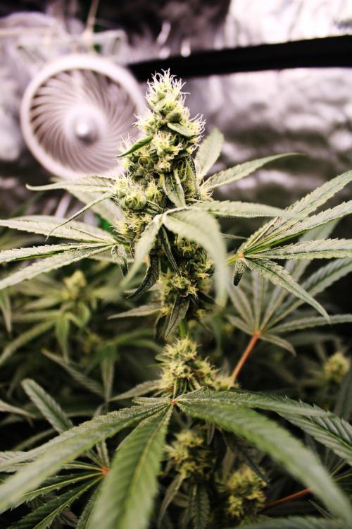 Jokerz #31 Run. Week 9 - Day #36 Flowering