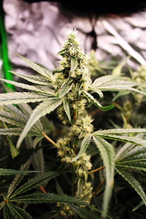 Jokerz #31 Run. Week 9 - Day #36 Flowering