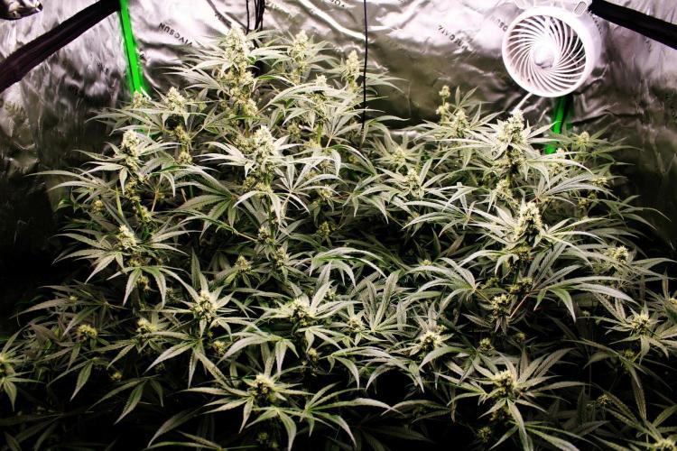 Jokerz #31 Run. Week 10 - Jokerz #1,2,3,4
Day #37 Flowering