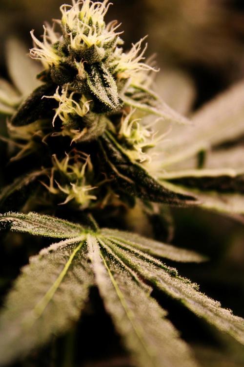 Jokerz #31 Run. Week 10 - Day #37 Flowering