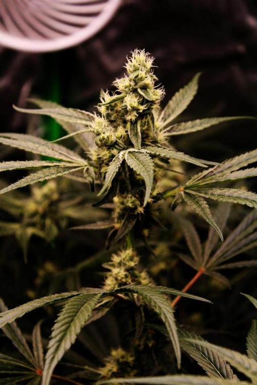Jokerz #31 Run. Week 10 - Day #37 Flowering