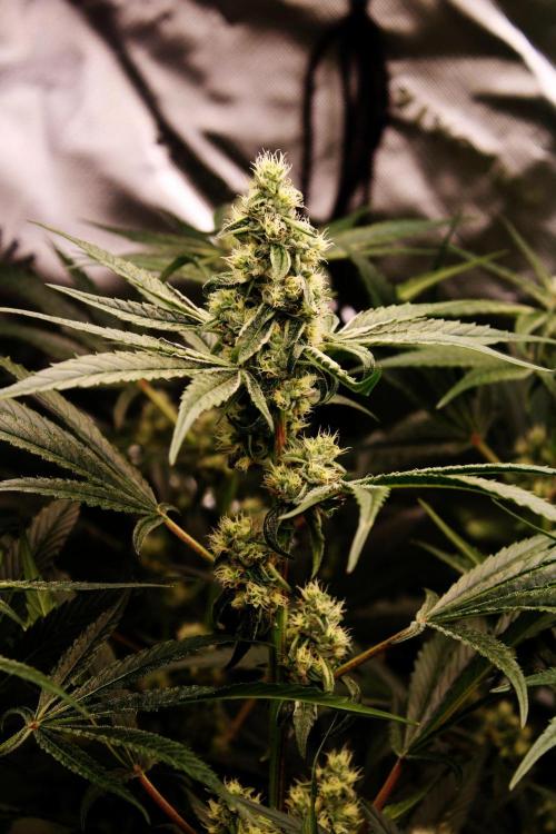 Jokerz #31 Run. Week 10 - Day #37 Flowering