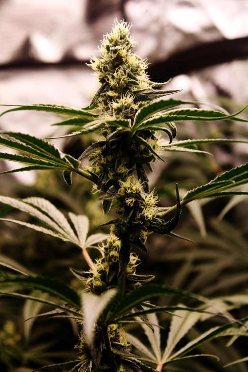 Jokerz #31 Run. Week 10 - Day #38 Flowering