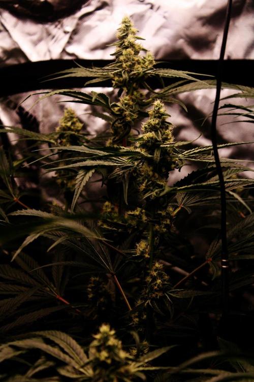Jokerz #31 Run. Week 10 - Jokerz #1,2,3,4
Day #38 Flowering