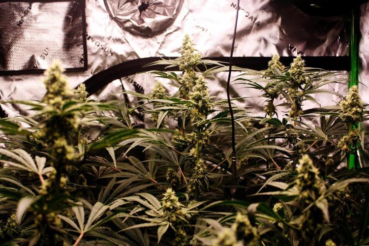 Jokerz #31 Run. Week 10 - Jokerz #1,2,3,4
Day #38 Flowering