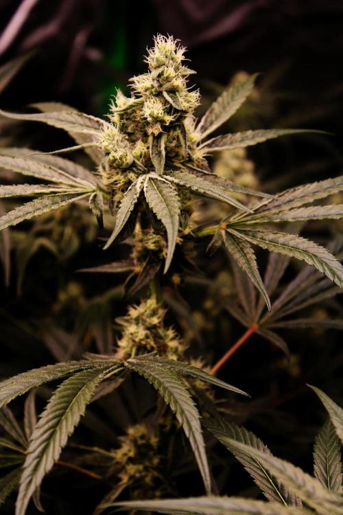 Jokerz #31 Run. Week 10 - Day #38 Flowering