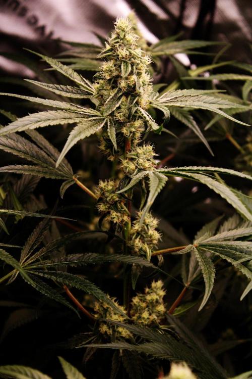 Jokerz #31 Run. Week 10 - Day #38 Flowering