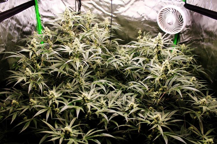 Jokerz #31 Run. Week 10 - Jokerz #1,2,3,4
Day #38 Flowering