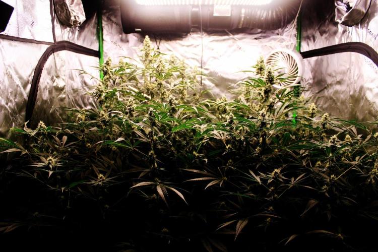 Jokerz #31 Run. Week 10 - Jokerz #1,2,3,4
Day #38 Flowering
