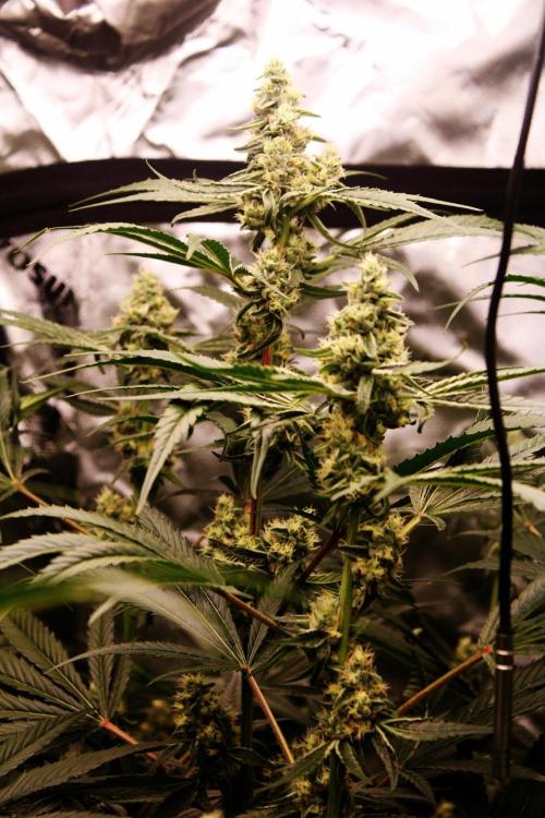 Jokerz #31 Run. Week 10 - Day #39 Flowering