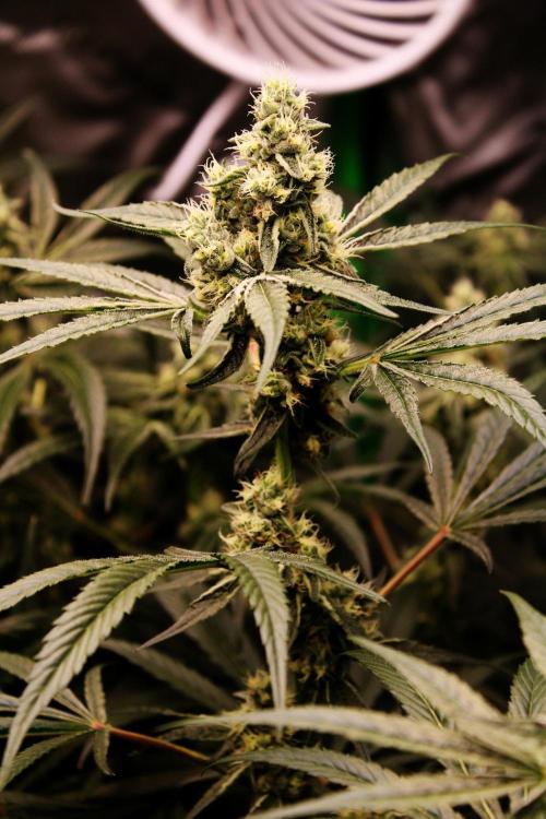 Jokerz #31 Run. Week 10 - Day #39 Flowering